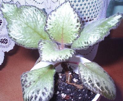 Plante de interior - Episcia cupreata